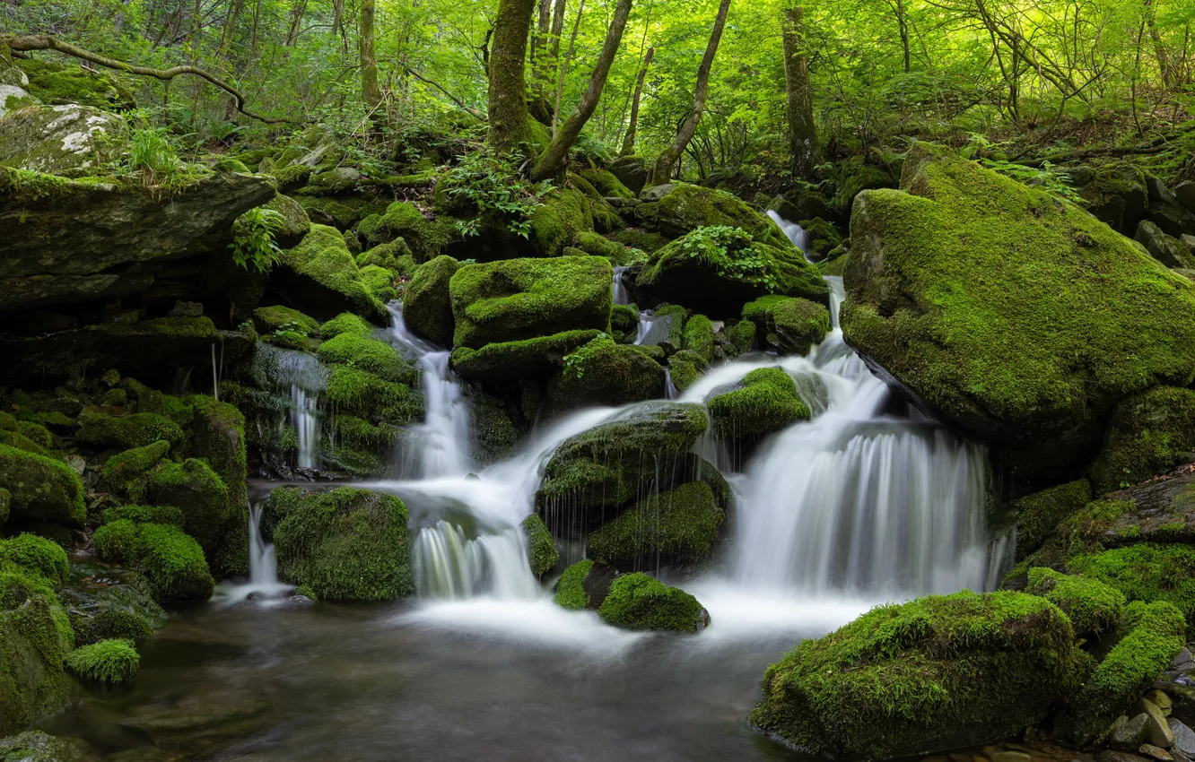 Photo wallpaper forest, water, nature, stones, waterfall, moss, Korea