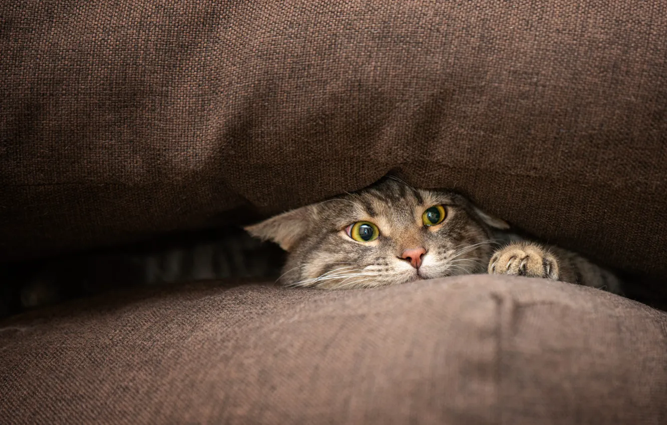 Photo wallpaper cat, cat, look, pose, grey, sofa, paw, face
