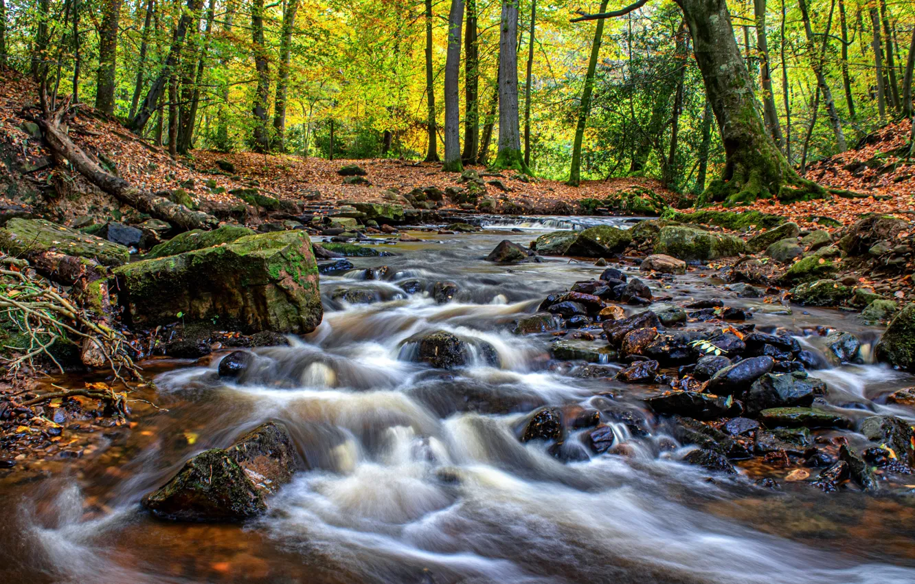 Photo wallpaper autumn, forest, stones, river