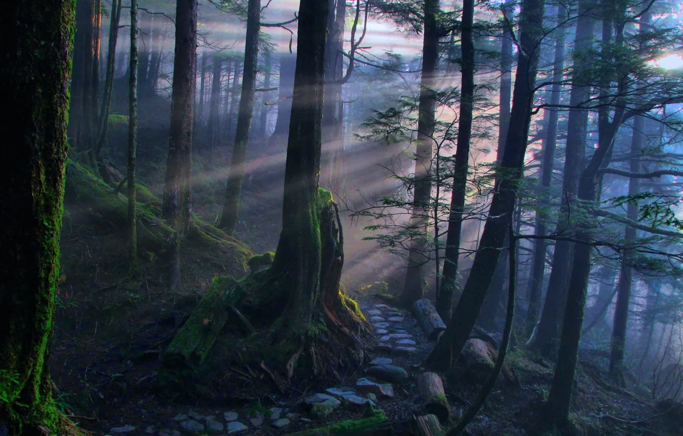 Photo wallpaper forest, moss, the rays of the sun, path