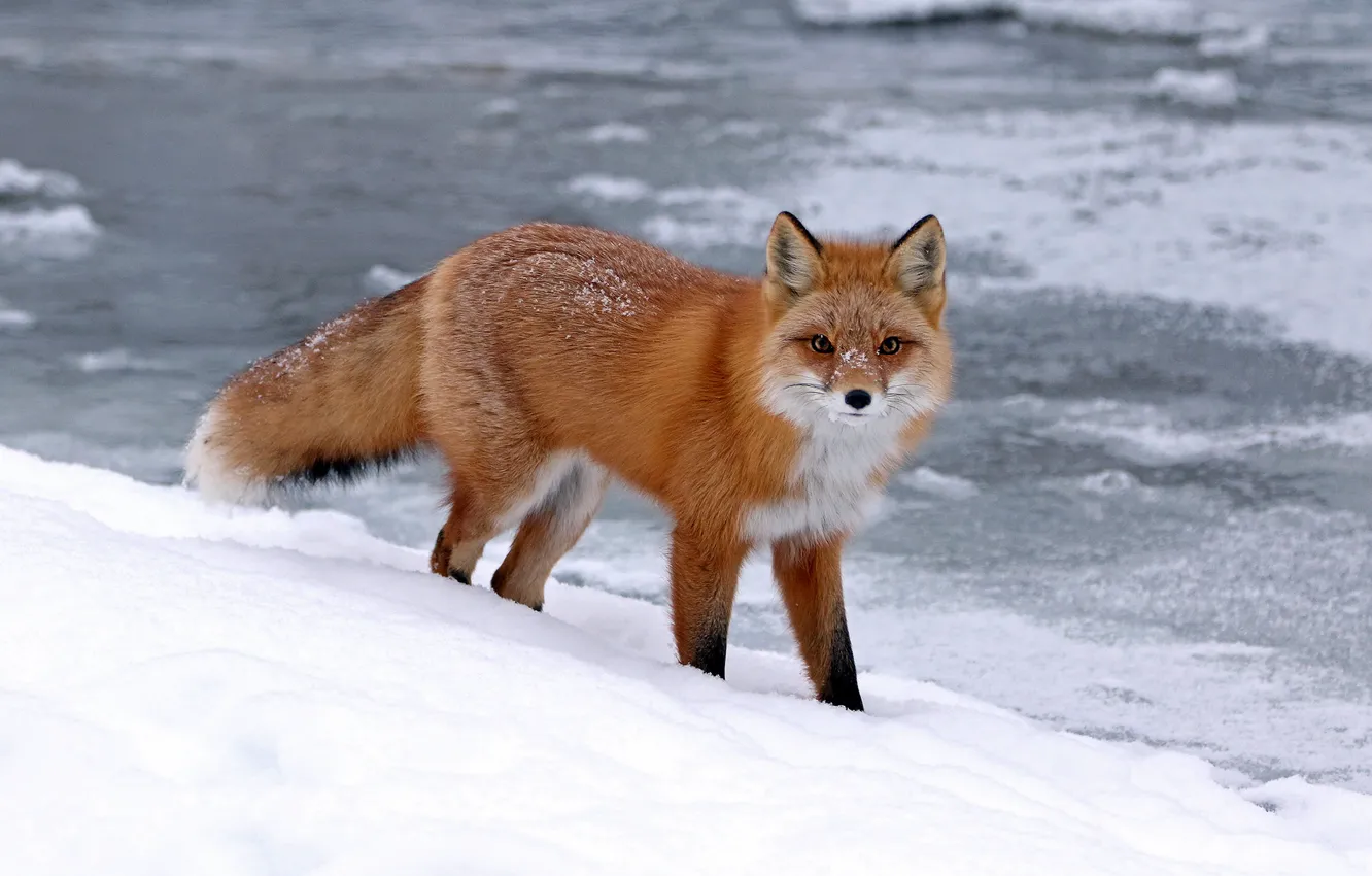 Photo wallpaper winter, look, snow, nature, shore, Fox, the snow, red