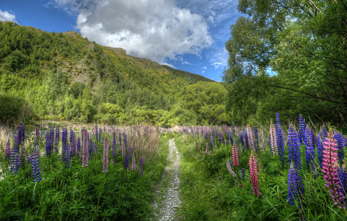 Photo wallpaper flowers, mountain, New Zealand, path, New Zealand, lupins