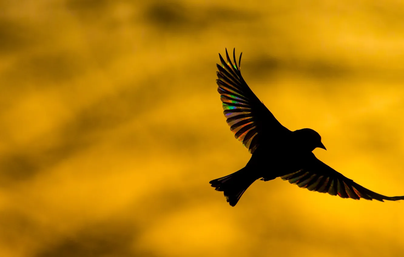 Photo wallpaper bird, wings, silhouette, common zelenushka