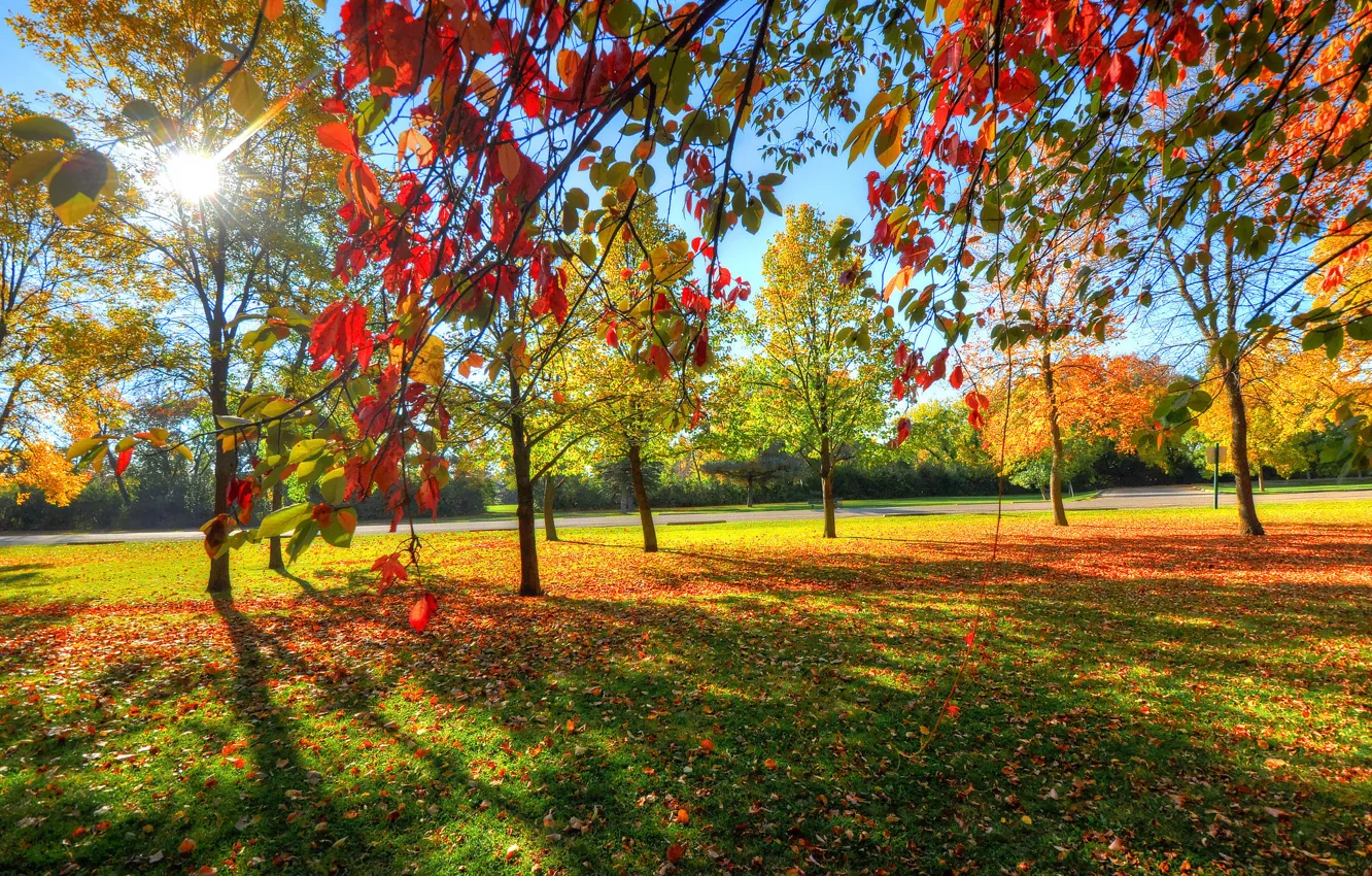 Photo wallpaper autumn, the sky, grass, leaves, trees, Park