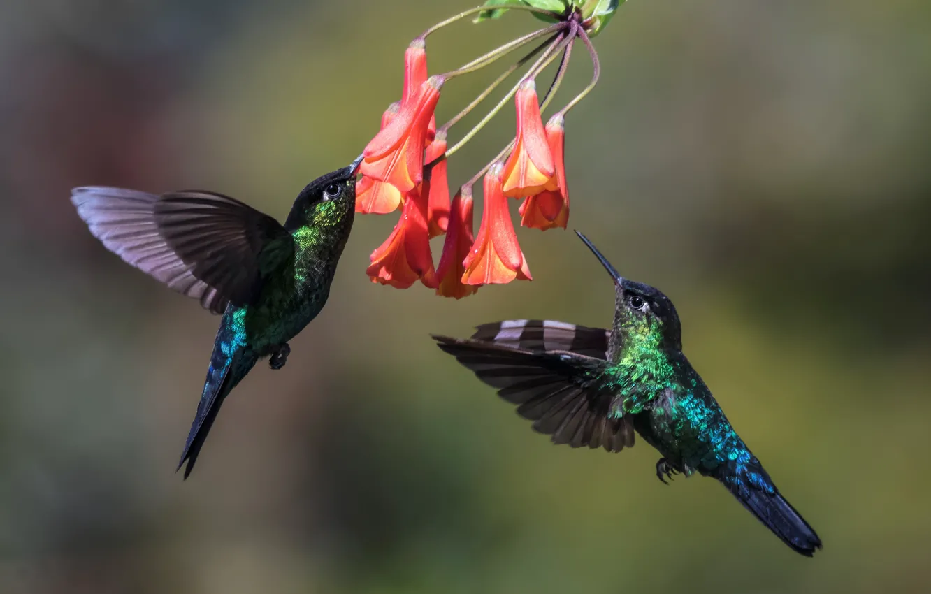Photo wallpaper birds, Hummingbird, pair, in flight
