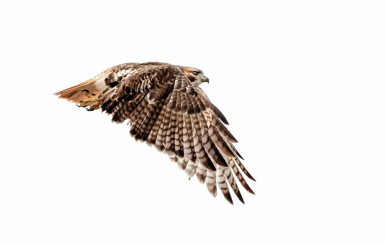 Photo wallpaper wings, Red-tailed Buzzard, Red Tailed Hawk