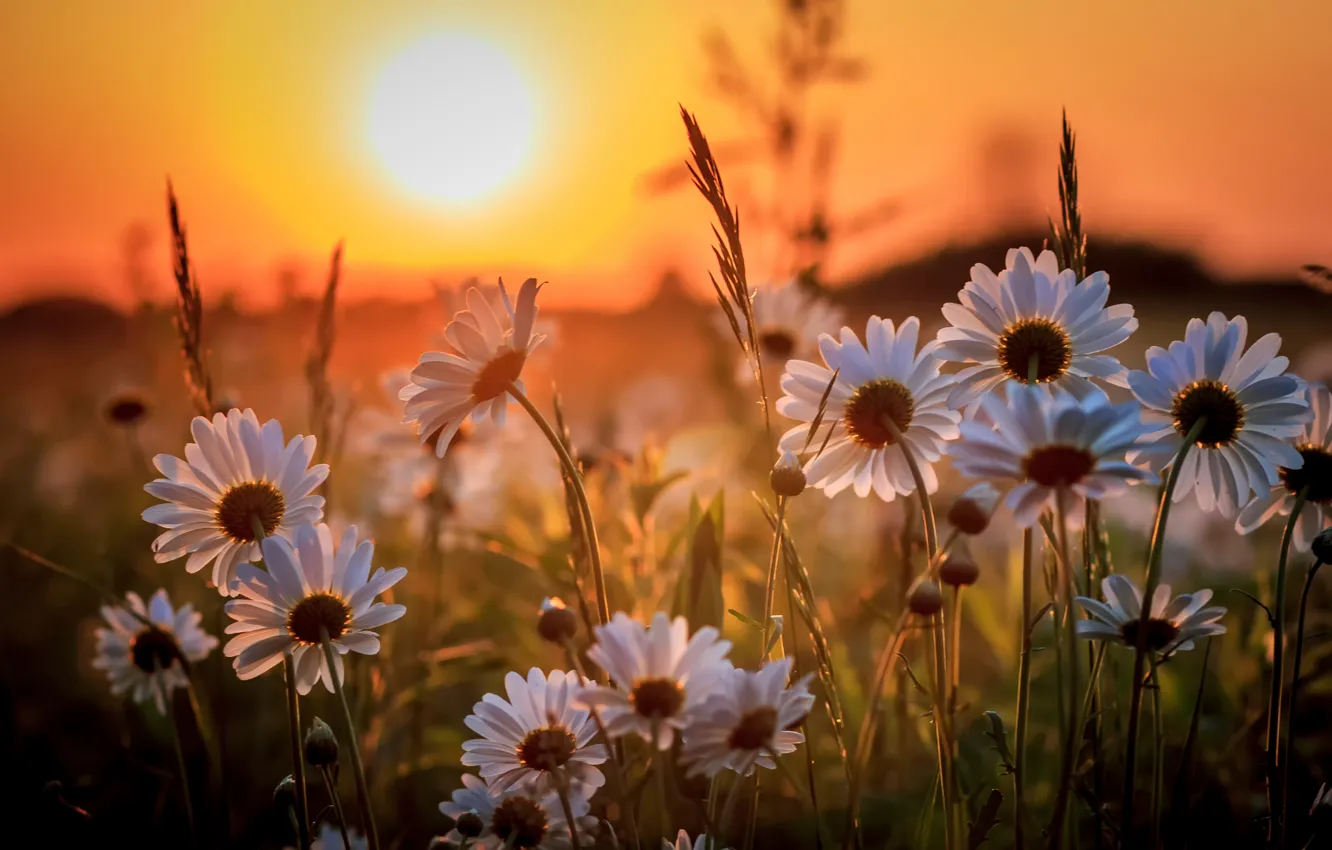 Photo wallpaper the sun, sunset, chamomile