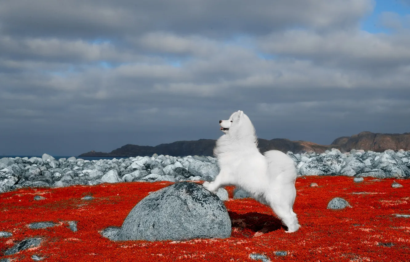 Photo wallpaper nature, stones, dog, Samoyed