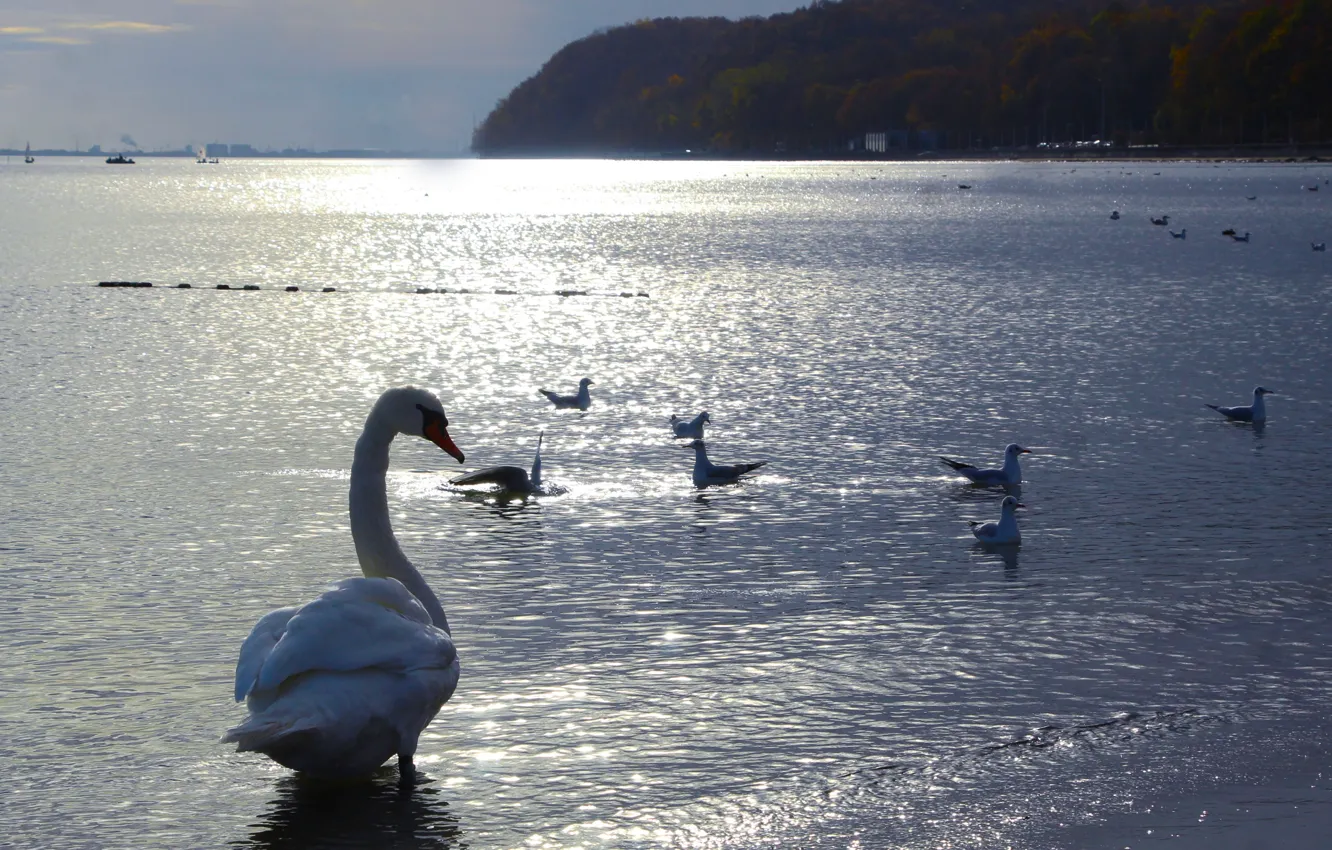 Photo wallpaper white, swan, sea, ocean, beatch