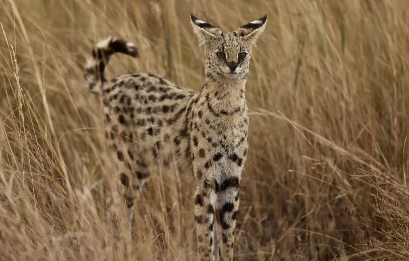 Photo wallpaper grass, predator, ears, Serval, the family cat