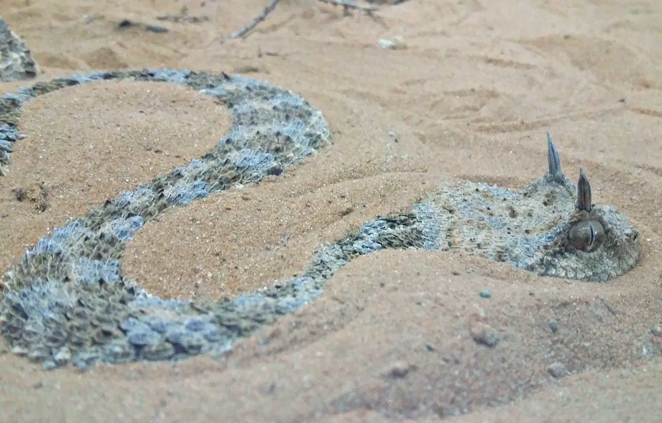 Photo wallpaper Snake, sand, reptile