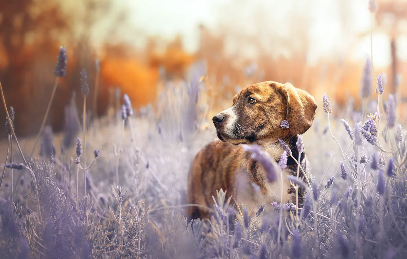 Photo wallpaper sadness, field, autumn, grass, look, nature, pose, plant