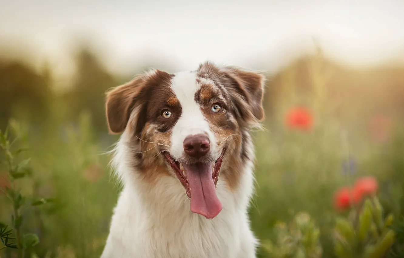 Photo wallpaper look, each, dog