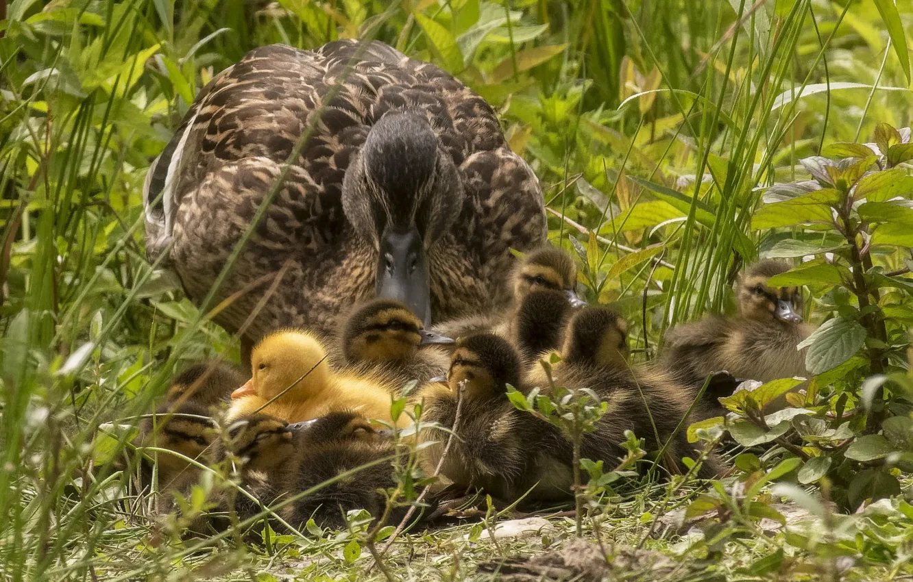 Photo wallpaper grass, bird, duck, baby, brood