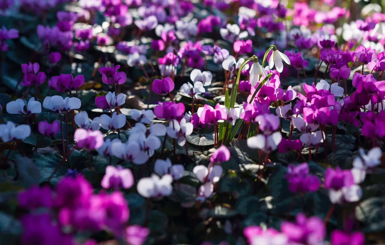 Photo wallpaper light, flowers, glade, spring, snowdrops, pink, white, lilac
