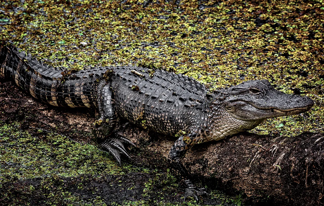 Photo wallpaper background, American, Alligator