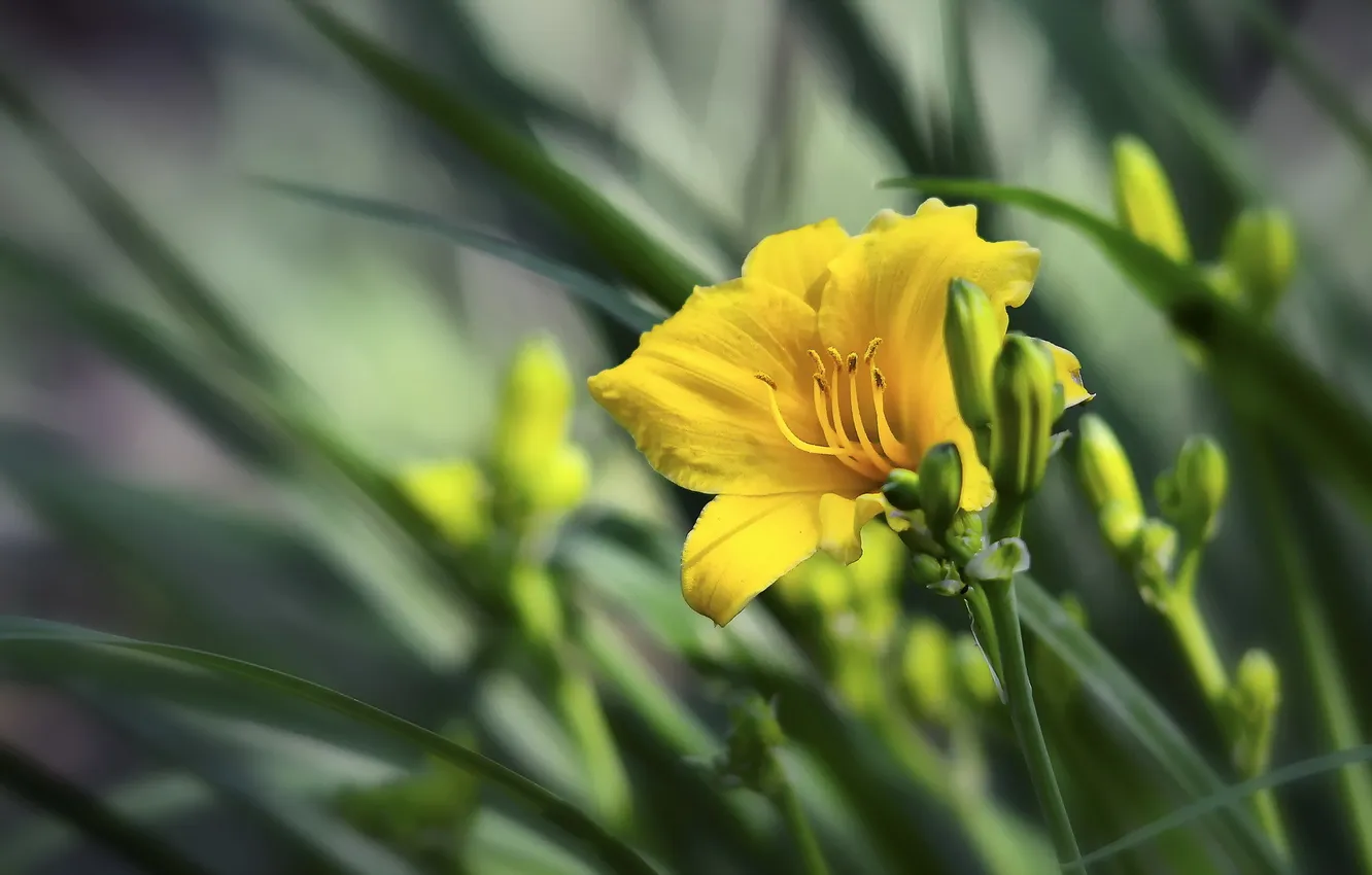 Photo wallpaper macro, flowers, nature