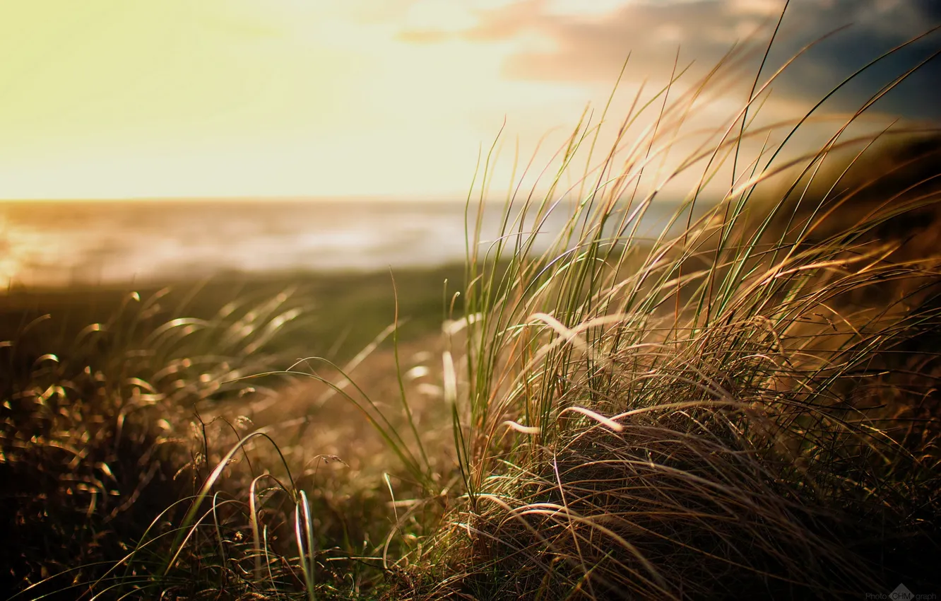 Photo wallpaper Grass, Beach, nature