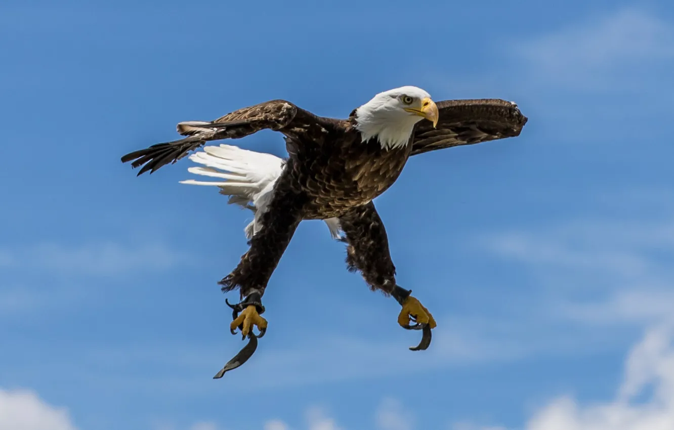 Photo wallpaper bird, wings, predator, bald eagle