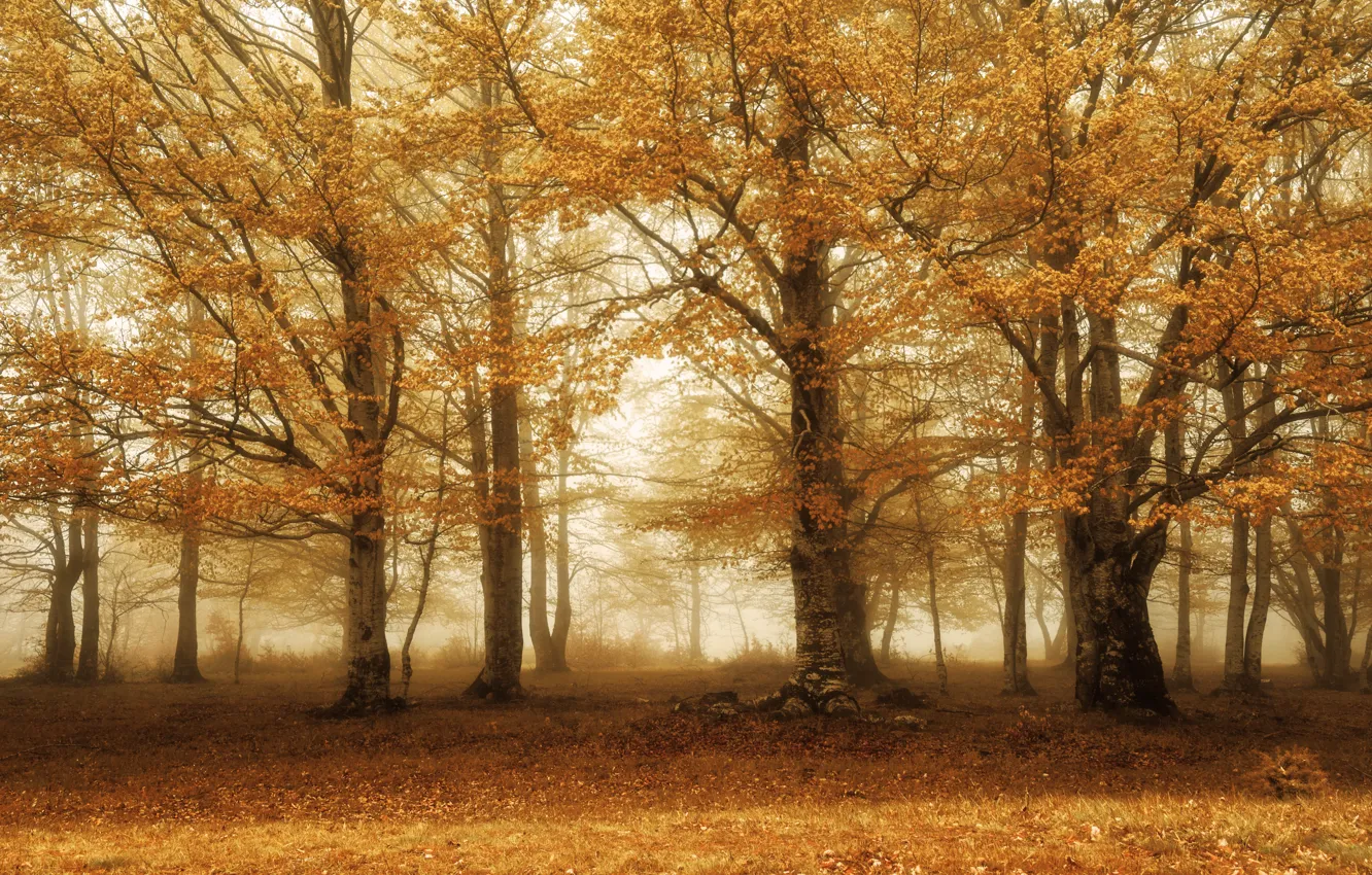 Photo wallpaper autumn, trees, fog