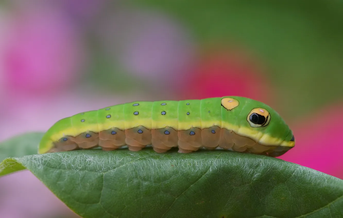 Photo wallpaper caterpillar, colored, leaf