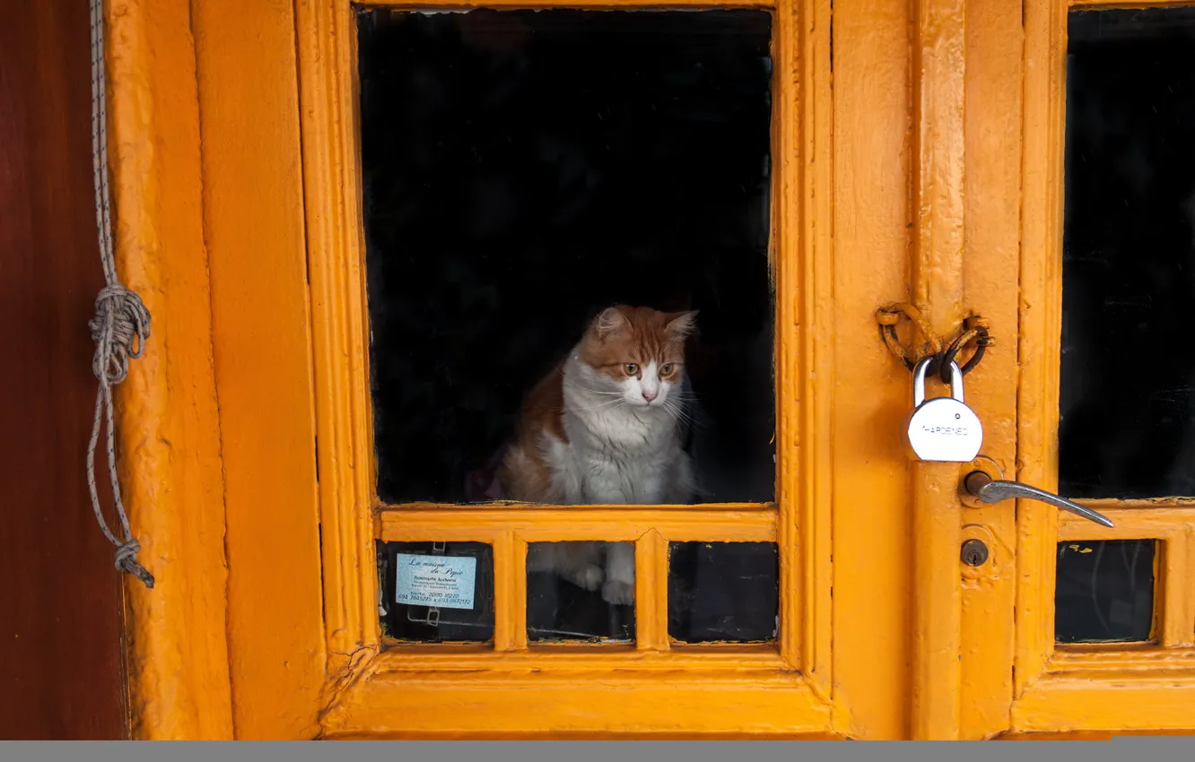 Photo wallpaper cat, castle, the door
