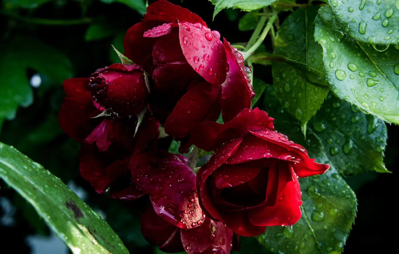 Photo wallpaper red roses, drops, the leaves of roses