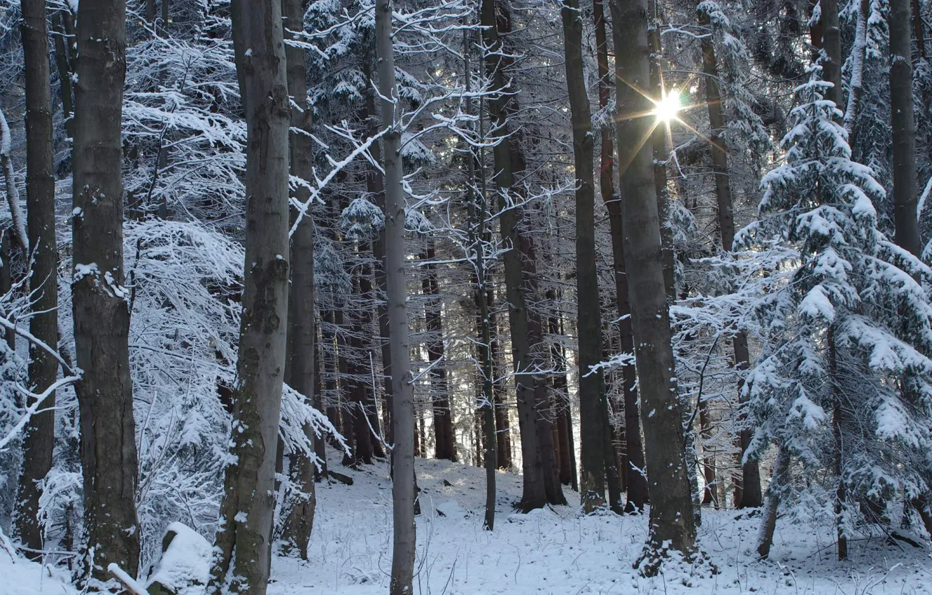 Photo wallpaper winter, forest, snow, nature