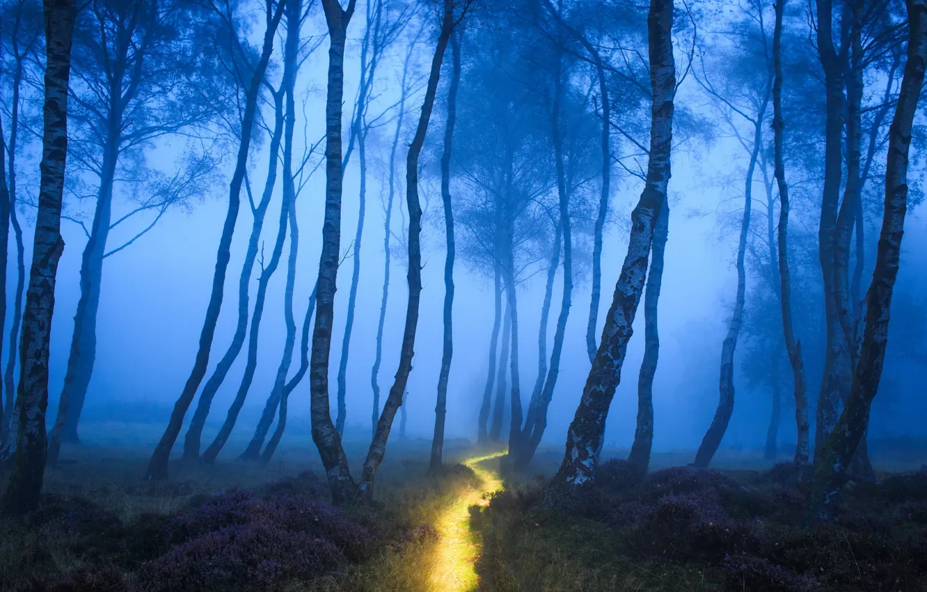 Photo wallpaper forest, nature, fog, track