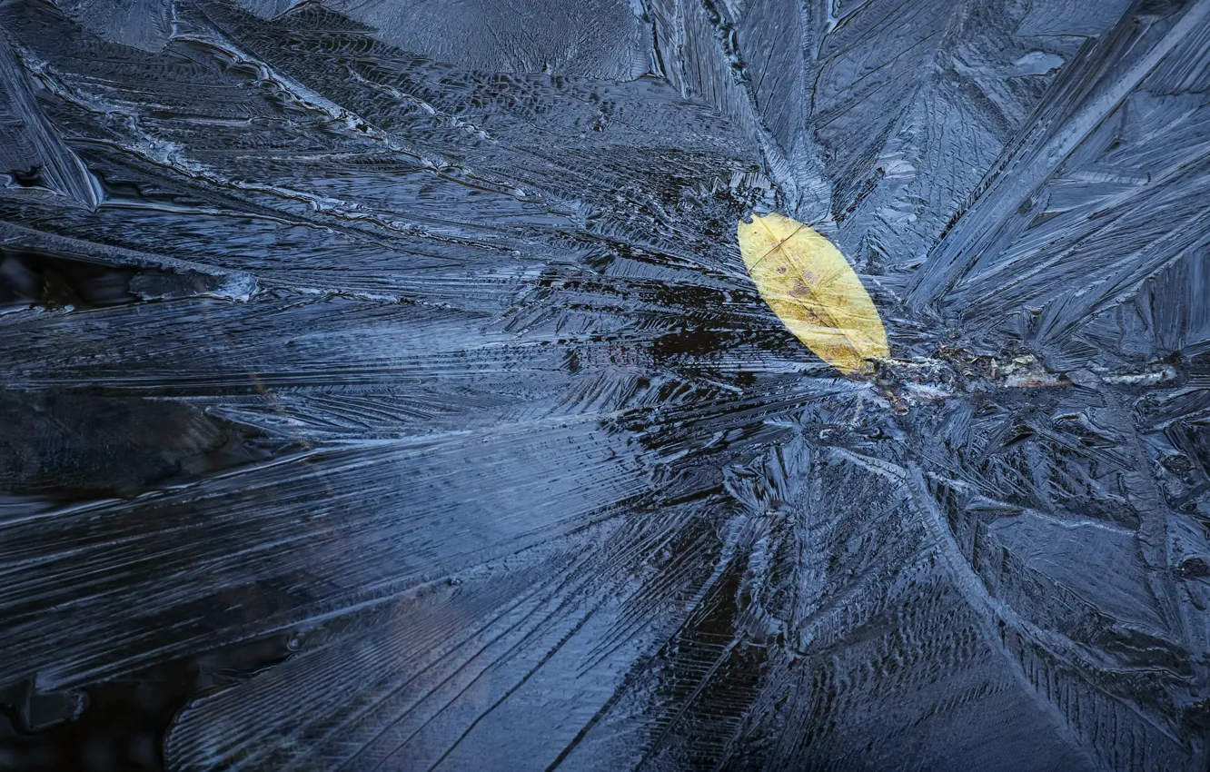 Photo wallpaper nature, sheet, ice