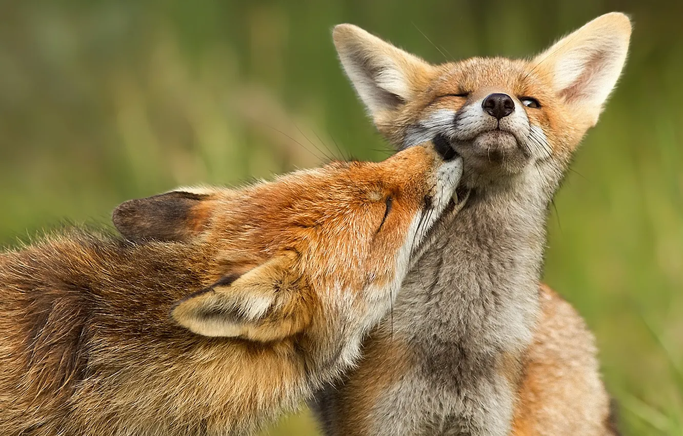 Photo wallpaper predator, Fox, fox