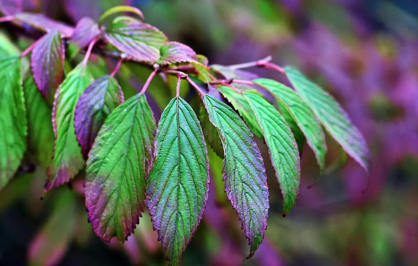 Photo wallpaper greens, leaves, branches