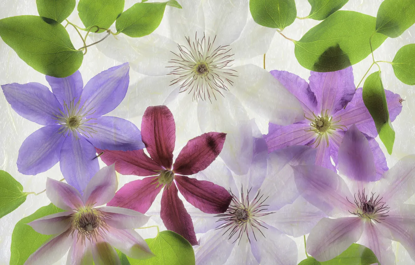 Photo wallpaper macro, petals, clematis, clematis