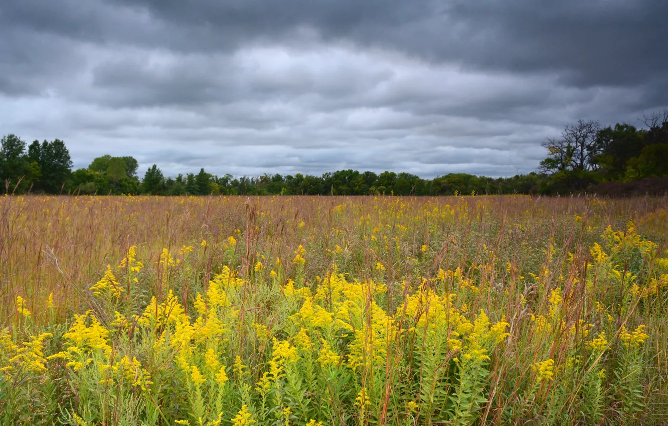 Photo wallpaper field, forest, summer, the sky, clouds, flowers, clouds, overcast