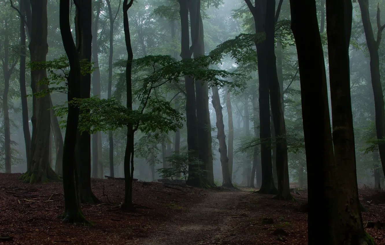 Photo wallpaper forest, trees, nature, path