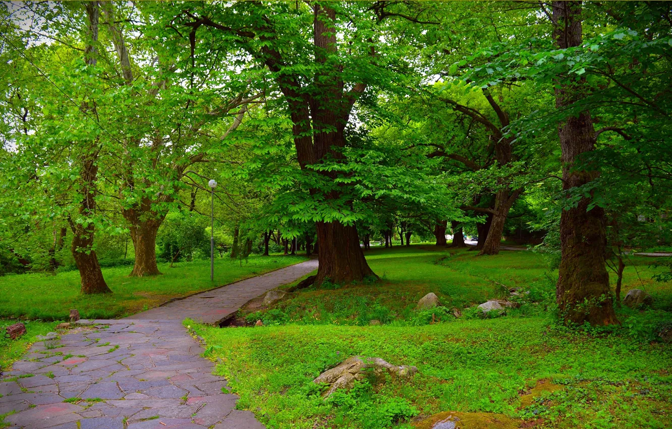 Photo wallpaper nature, Park, track, alley, nature, park, path