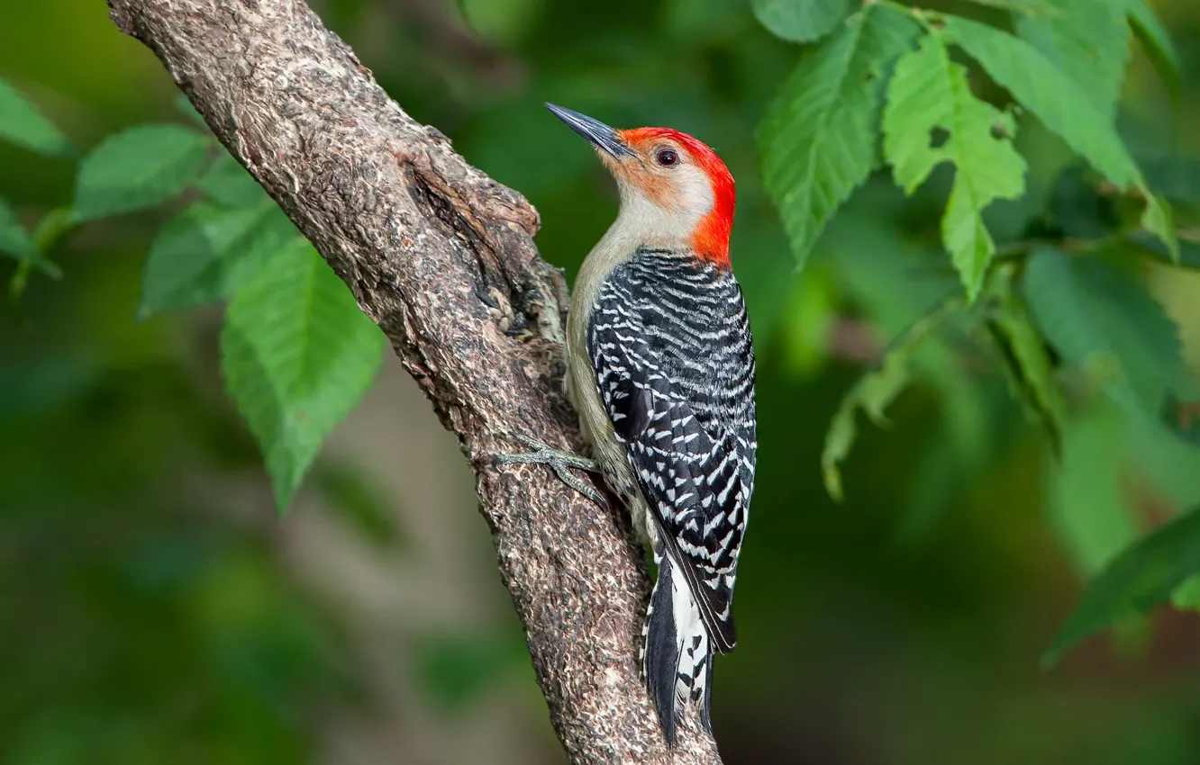 Photo wallpaper leaves, tree, bird, branch, feathers, beak, tail, trunk