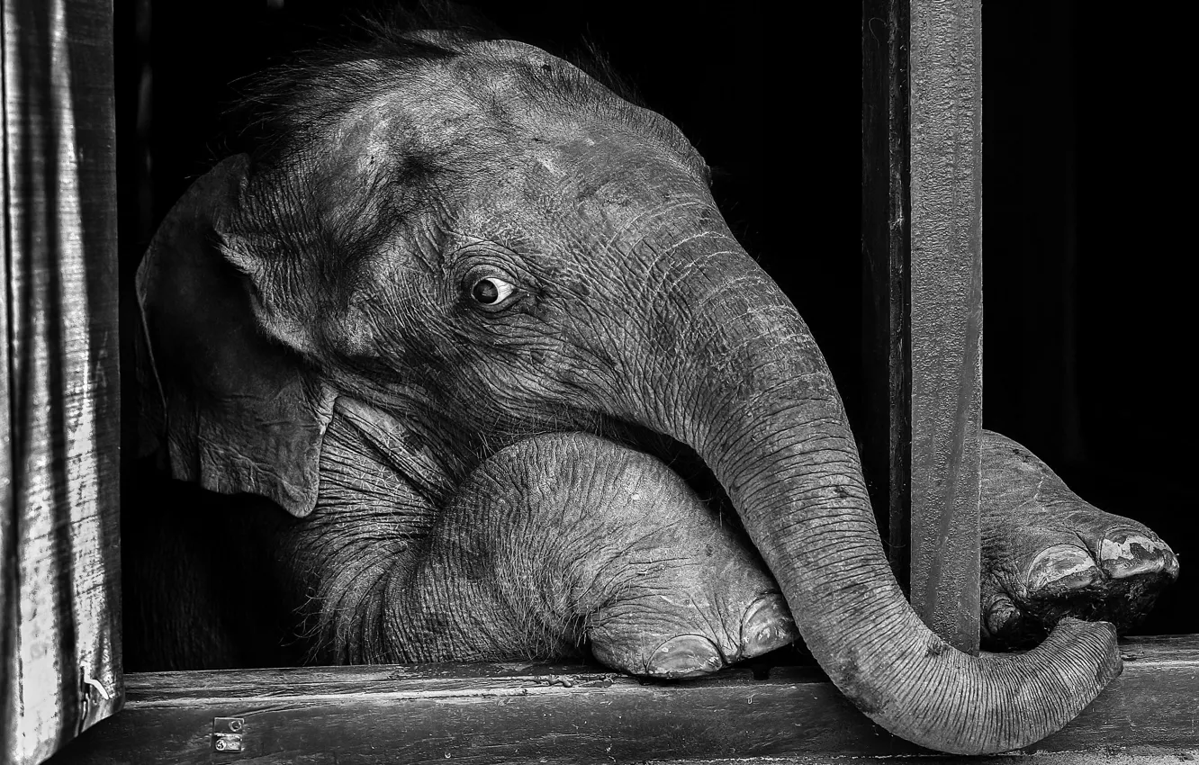 Photo wallpaper look, elephant, window, elephant, black and white photo