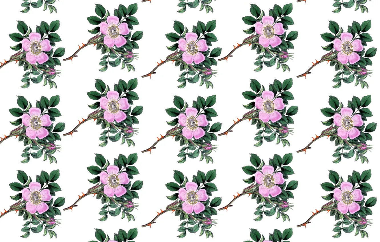 Photo wallpaper background, flowers, twigs
