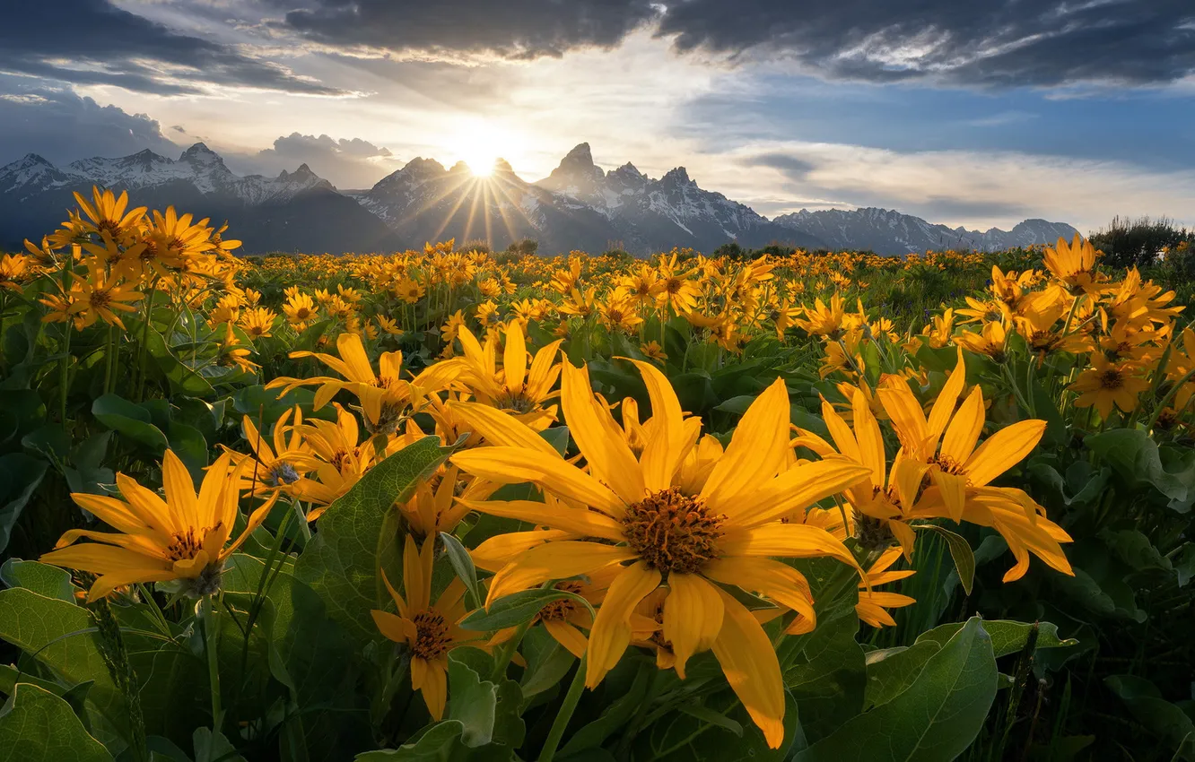Photo wallpaper field, summer, flowers, mountains, balsamorhiza