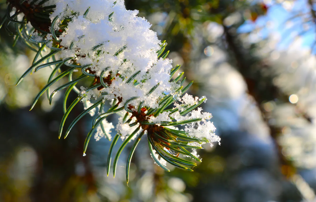 Photo wallpaper snow, cold, twig