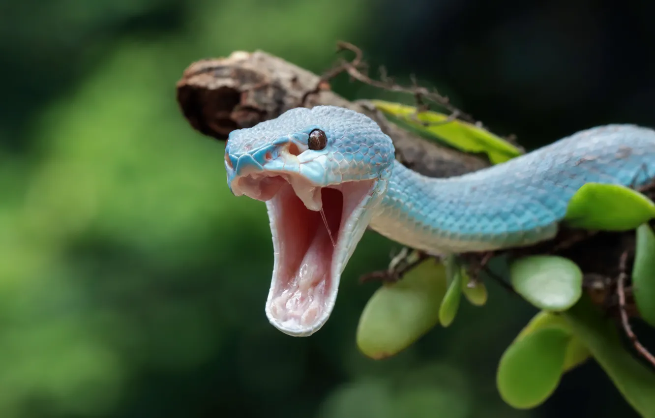 Photo wallpaper branches, blue, snake, Python