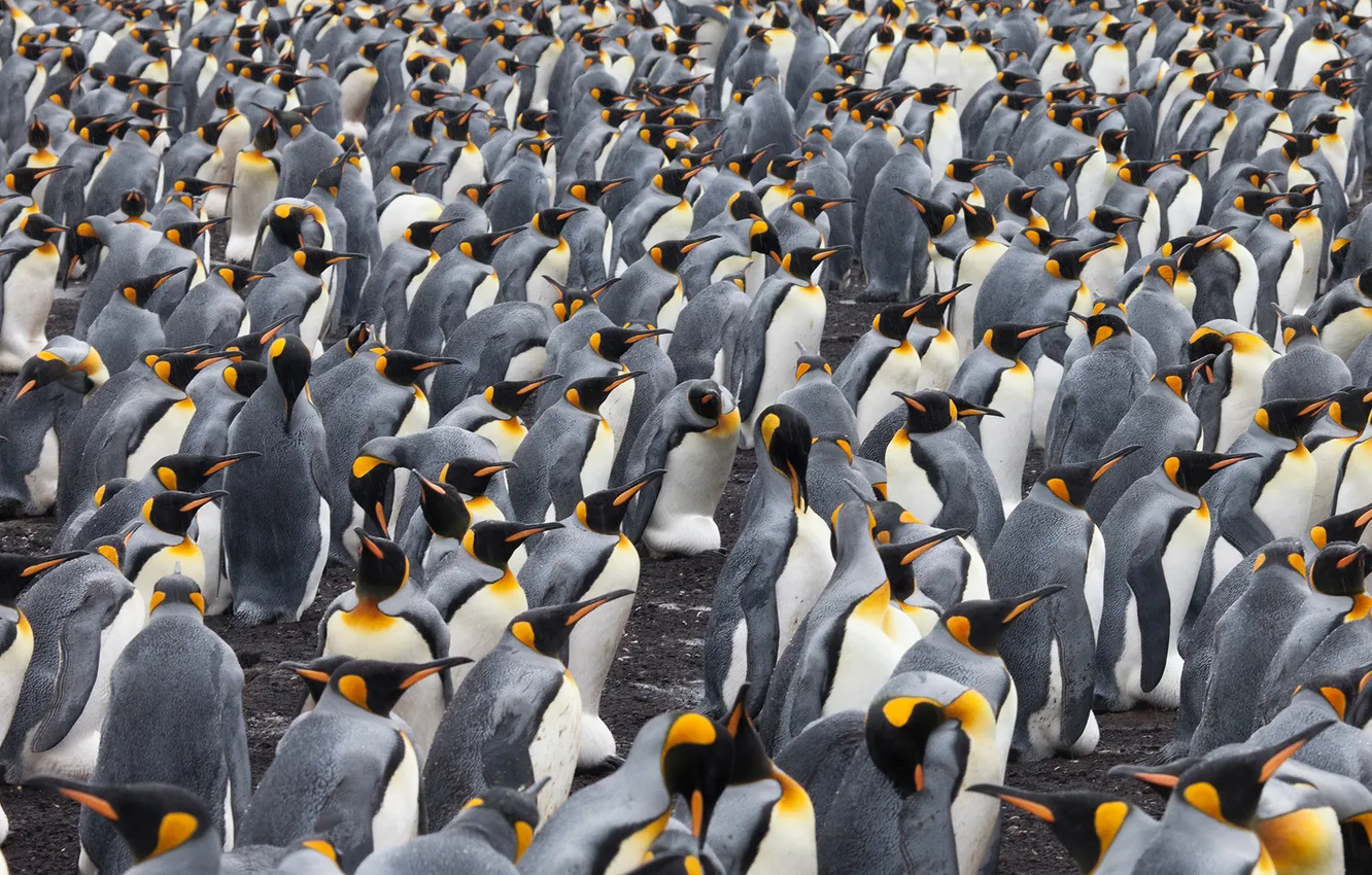 Photo wallpaper animal, king, penguin