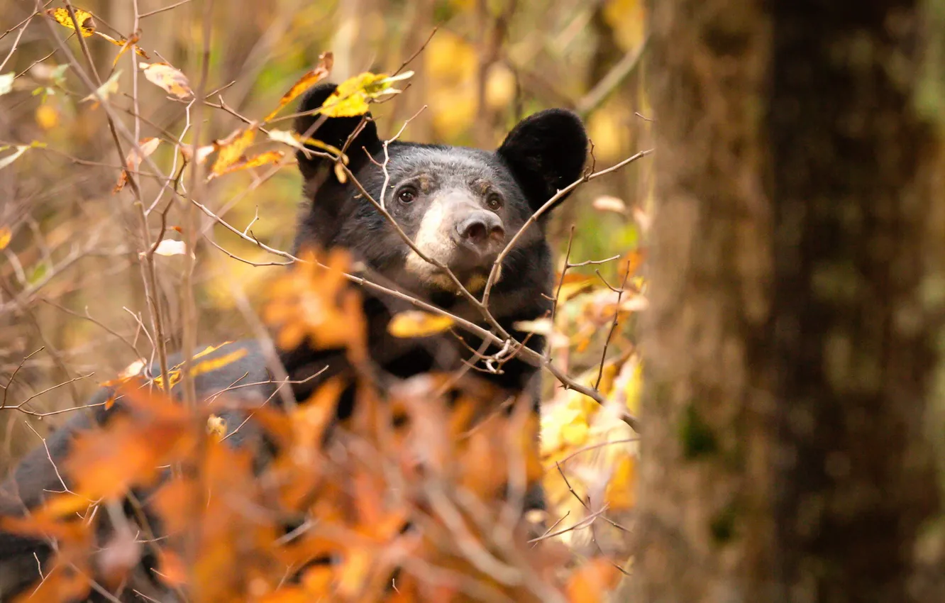 Photo wallpaper autumn, nature, bear