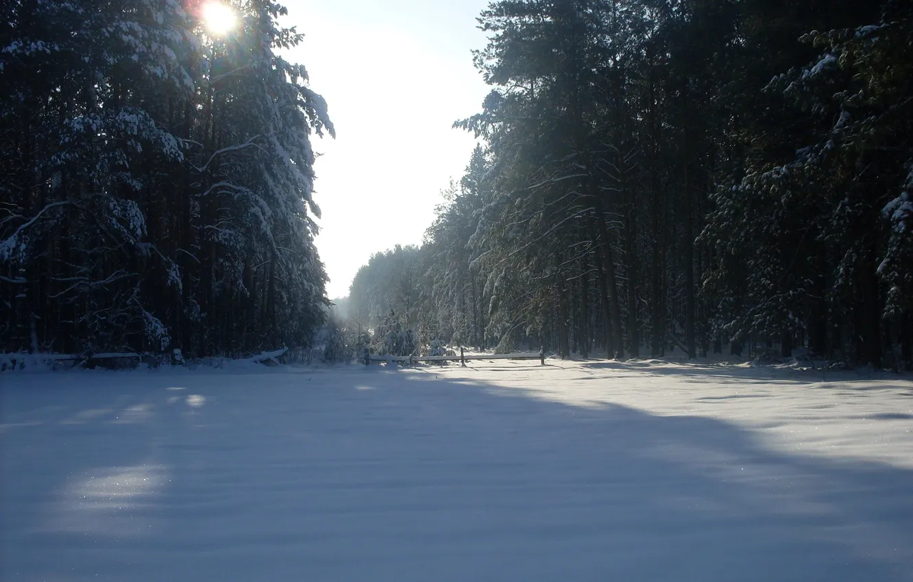 Photo wallpaper forest, the sun, snow