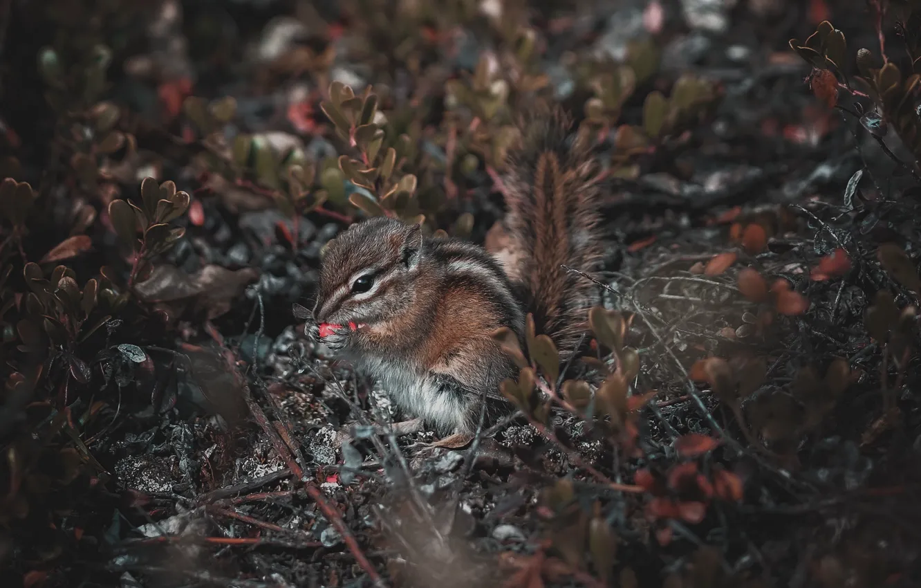 Photo wallpaper nature, vegetation, Chipmunk, rodent