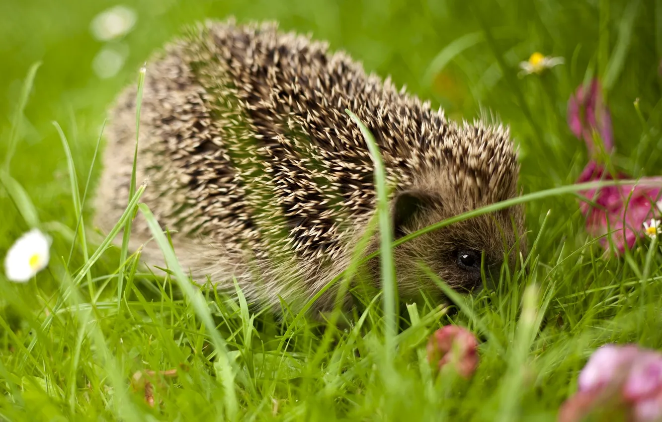 Photo wallpaper grass, barb, hedgehog