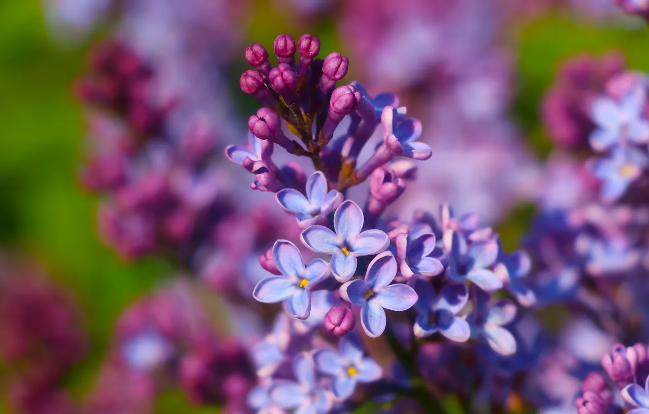 Photo wallpaper flower, spring, lilac, purpure