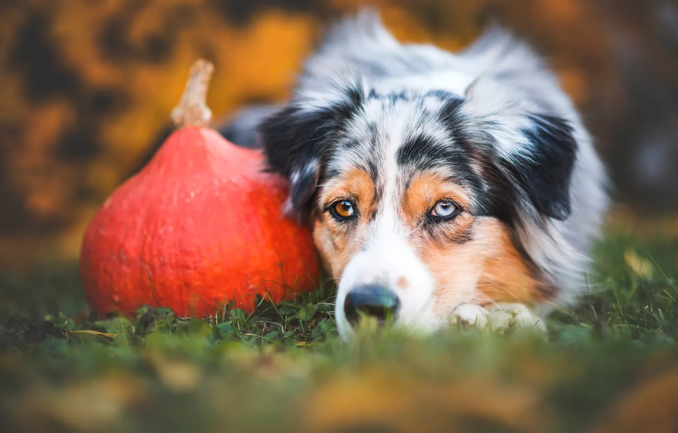 Photo wallpaper sadness, autumn, grass, look, face, nature, portrait, dog