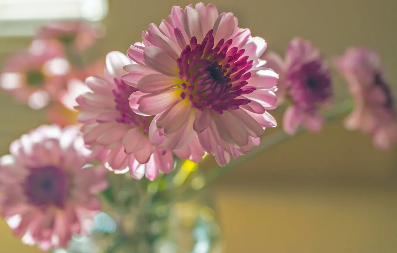 Photo wallpaper macro, bouquet, pink, chrysanthemum, bokeh